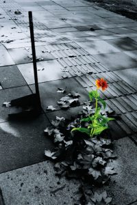 POSFLORA