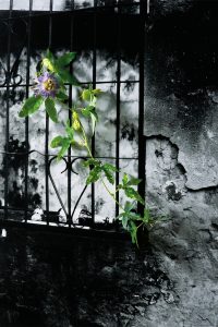 POSFLORA