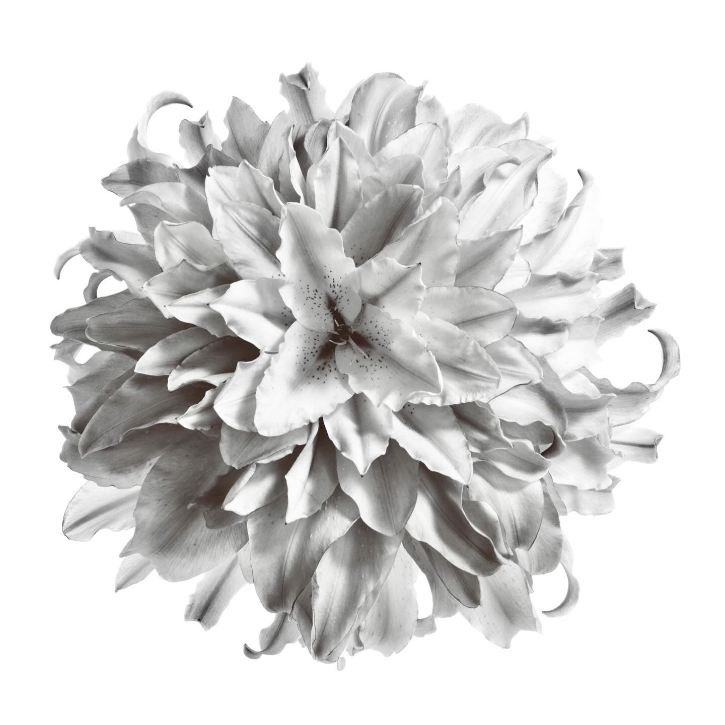 Lily melia.
#keitakawasaki #flowerartist #hanagraphicart 
#artwork #nature