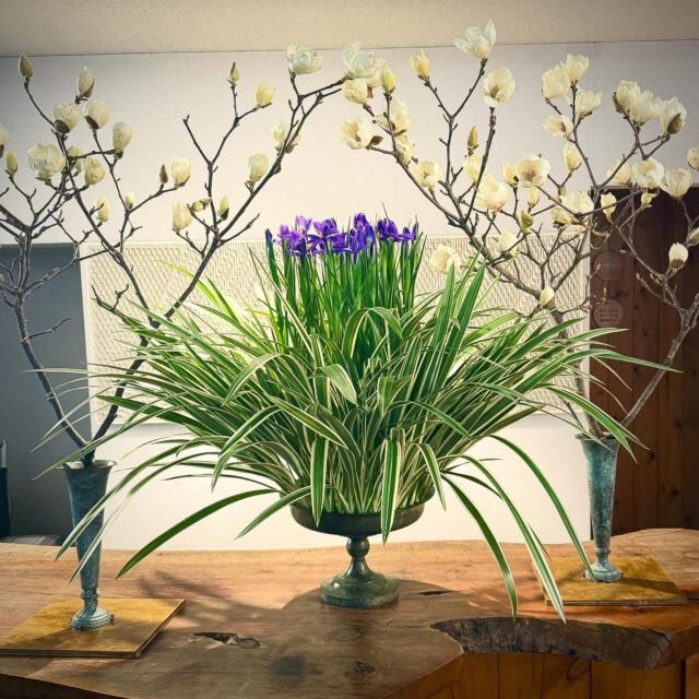#keitakawasaki #flowerarrangment #flowers 
#lrises #nature