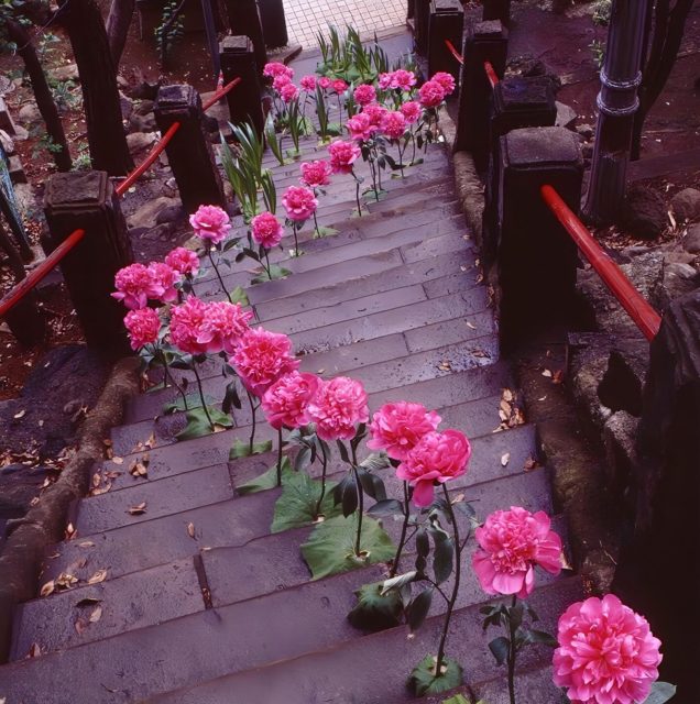 #keitakawasaki #flowerartist #installation 
#artwork #flowers