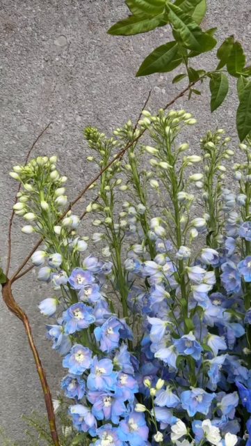 #keitakawasaki #fliwerartist #blueflowers #flowerarrangment #nature