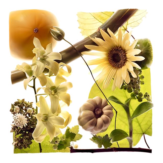 #keitakawasaki #hanagraphicart #artwork 
#nature #flowerartist