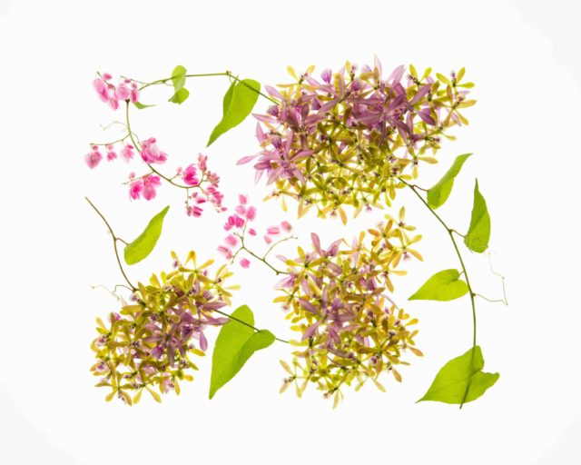 HANA GRAPHIC ART by Keita Kawasaki
@keitakawasaki_official

過去の作品を振り返りながら、7月の彩りをお楽しみください。
植物は毎年花を咲かせます。しかし、その姿は気候や環境、そして出会う瞬間によって、いつも少しずつ異なります。
二度と訪れない、その一瞬の生命の輝きを作品として留めたHANA GRAPHIC ARTのアーカイブです。

Photo.1
作品名 : 余韻(ヨイン)
使用花材 : オンシジューム , アサヒカズラ
制作年月 : 2017年

Photo.2
作品名 : 縁結(エンムスビ)
使用花材 : ベルテッセン , アイビー , ジャスミン
制作年月 : 2018年

Photo.3
作品名 : 神秘(シンピ)
使用花材 : バンダ , ルリタマアザミ , アジサイ , ベルテッセン , ヨウシュヤマゴボウ
制作年月 : 2019年

ーーーーーーーーーーーーーーーーーーーーーー

Enjoy the colors of July as we look back on past works from the HANA GRAPHIC ART archive.
Plants bloom year after year, yet no flower is ever truly the same. Their appearance is shaped by the climate, the environment, and the fleeting moment in which they are encountered.
HANA GRAPHIC ART preserves these once-in-a-lifetime moments of botanical beauty, capturing the radiant vitality of living plants as timeless works of art.

Photo.1
Title: Yoin (Lingering Echo)
Flowers: Oncidium, Antigonon leptopus (Coral Vine)
Year: 2017

Photo.2
Title: Enmusubi (Bond)
Flowers: Clematis, Ivy, Jasmine
Year: 2018

Photo.3
Title: Shinpi (Mystique)
Flowers: Vanda Orchid, Globe Thistle, Hydrangea, Clematis, American Pokeweed
Year: 2019

┈┈┈┈┈┈┈┈┈┈
About HANA GRAPHIC ART
植物を“生きもの”として捉え、新たな花の表現を追求するフラワーアーティスト・川崎景太によるアートコレクション。
HANA GRAPHIC ARTは、立体的に咲く植物の生命美を平面上に再構築する独自のアート表現です。
長年にわたり花や植物と向き合う中で生み出した技法により、植物を「線」「点」「色」という要素へと再解釈。
日本画や現代アートにも通じる視点から、一瞬しか存在しない花の美しさを、生花で描き出します。
儚くも力強い生命の輝きを、時を超えて伝えるアート。
それがHANA GRAPHIC ARTです。

HANA GRAPHIC ART is an art collection by floral artist Keita Kawasaki, who sees plants as living beings and continues to explore new forms of floral expression.
It is a unique art form that reconstructs the vital beauty of three-dimensional blooming plants on a two-dimensional surface.
Through a technique developed over many years of working closely with flowers and plants, Kawasaki reinterprets botanical forms through the elements of “line,” “dot,” and “color.”
Drawing on perspectives that resonate with Japanese painting and contemporary art, he uses fresh flowers to capture a beauty that exists only for a fleeting moment.
An art form that carries the delicate yet powerful radiance of life beyond time.
That is HANA GRAPHIC ART.
┈┈┈┈┈┈┈┈┈┈