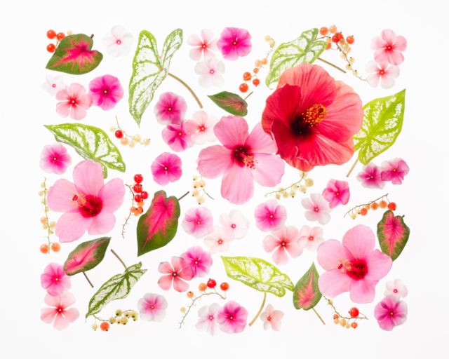HANA GRAPHIC ART by Keita Kawasaki
@keitakawasaki_official

昼間はまだ厳しい暑さが続きますが
暦の上では秋を迎えました。
立秋の初候「涼風至(すずかぜいたる)」は
朝夕にふと、涼しい風が立ちはじめる頃。
夏が少しずつ遠ざかるこの時期にこそ
過ぎゆく夏に思いを馳せながら
8月のHANA GRAPHIC ART作品をお届けします。

Photo.1
作品名 : 楽天（ラクテン）
使用花材 : ハイビスカス , カラジューム , ニチニチソウ , フサスグリ
制作年月 : 2019年

Photo.2
作品名 : 開放（カイホウ）
使用花材 : ハイビスカス , プルメリア , カラジューム
制作年月 : 2022年

Photo.3
作品名 : 南国（ナンゴク）
使用花材 : ハイビスカス , ニトベカズラ , インパチェンス , カラテア
制作年月 : 2024年

┈┈┈┈┈┈┈┈┈┈
About HANA GRAPHIC ART
植物を“生きもの”として捉え、新たな花の表現を追求するフラワーアーティスト・川崎景太によるアートコレクション。
立体的に咲く植物の生命美を平面上に再構築し、一瞬しか存在しない花の美しさを作品として留めます。
儚くも力強い生命の輝きを、時を超えて伝えるアート。
それがHANA GRAPHIC ARTです。

HANA GRAPHIC ART is an art collection by floral artist Keita Kawasaki, who sees plants as living beings and explores new forms of floral expression.
Reconstructing the vital beauty of blooming plants onto a two-dimensional surface, each work captures the fleeting beauty of flowers that exists only for a single moment.
An art form that conveys the delicate yet powerful radiance of life beyond time.
That is HANA GRAPHIC ART.
┈┈┈┈┈┈┈┈┈┈

#フラワーアーティスト #flower #hanagraphicart