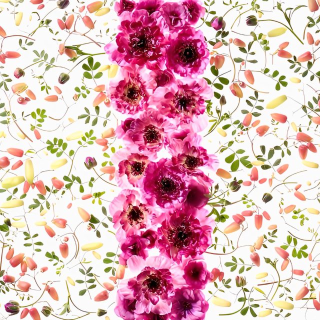 Hana graphic art 
#keitakawasaki #hanagraphicart #artwork 
#nature #flowerartist