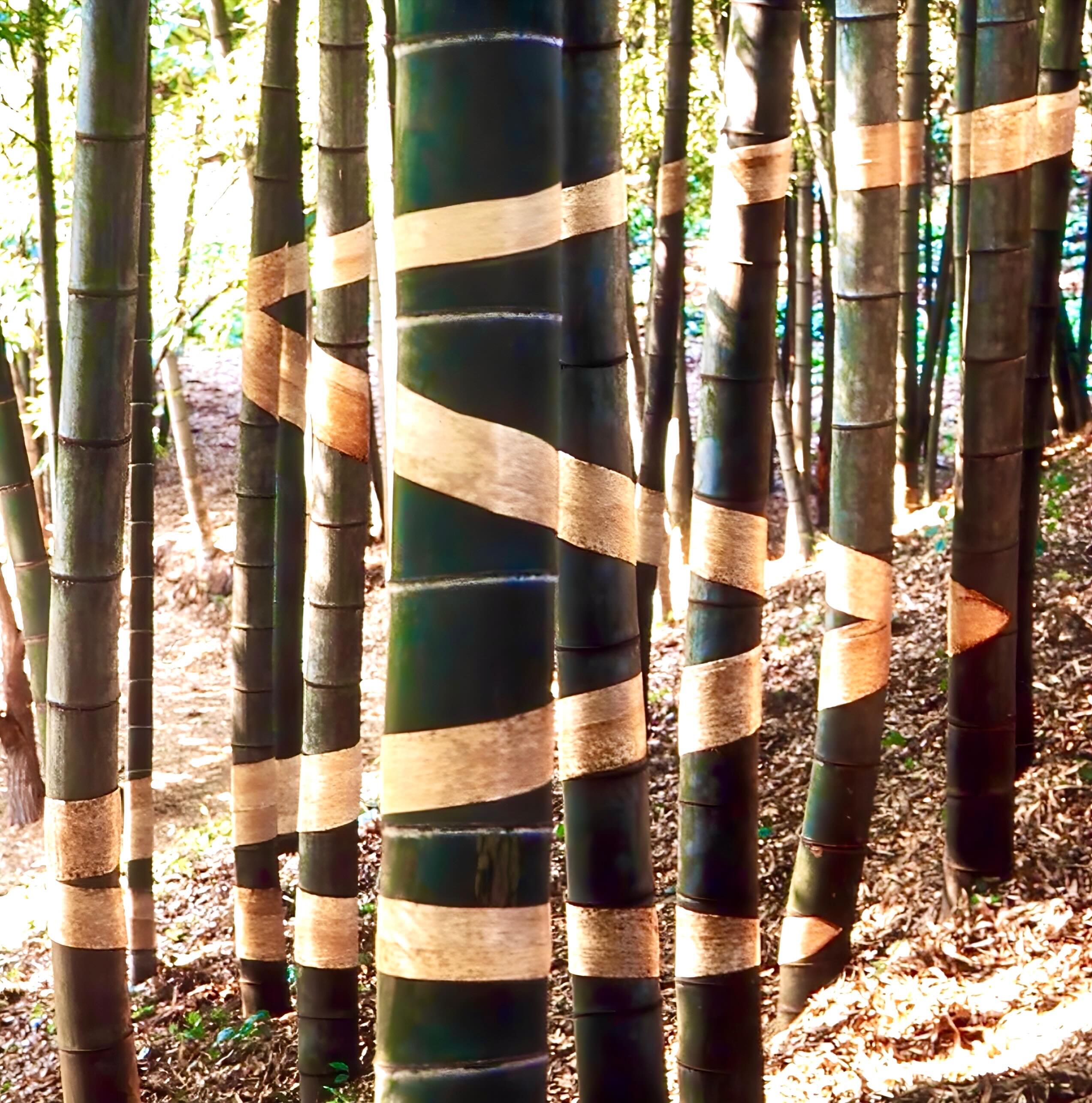立体二次元　「竹林に走る稲妻」
#keitakawasaki #artwork #hanagraphicart 
#flowerartist #bamboo