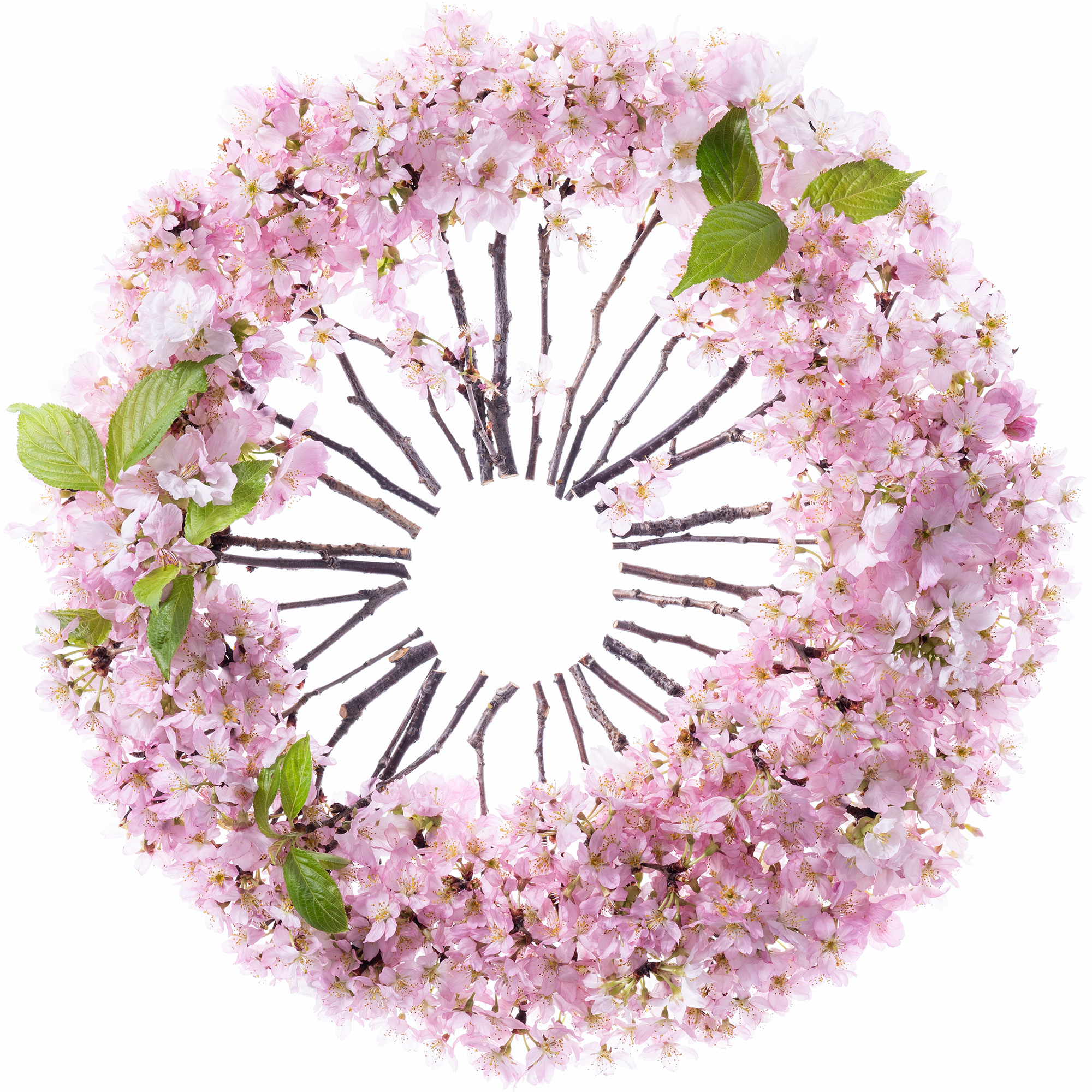 宙花と羽毛 花宇宙（英語） – KEITA KAWASAKI OFFICIAL SITE